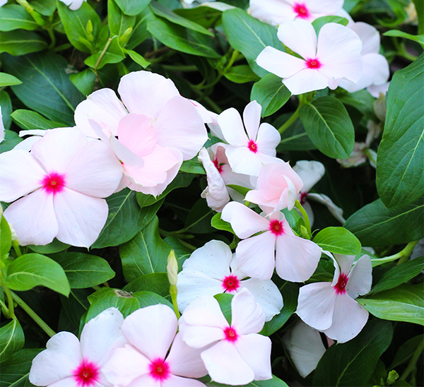 Cora XDR® Vinca 