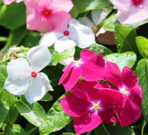 Cora XDR® Vinca mixed