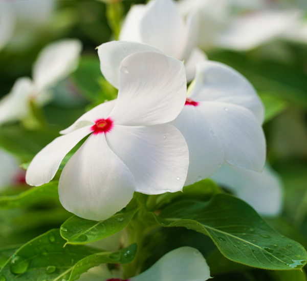 Link to Cora® XDR Vinca  product page