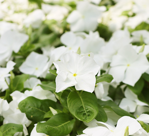 Link to Cora® XDR Vinca  product page
