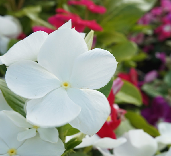 Cora® XDR Vinca 