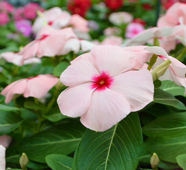 Cora XDR® Vinca 