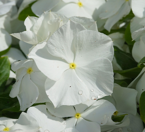 Cora XDR® Vinca 