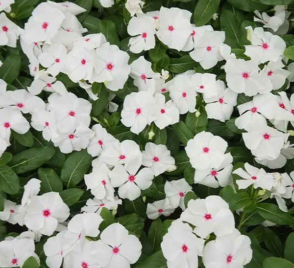 Link to Cora® XDR Vinca  product page