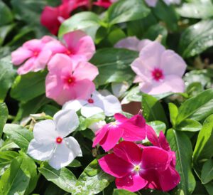 Cora® XDR Vinca