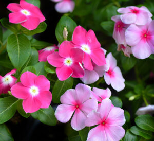 Cora® XDR Vinca in fuchsia and light pink