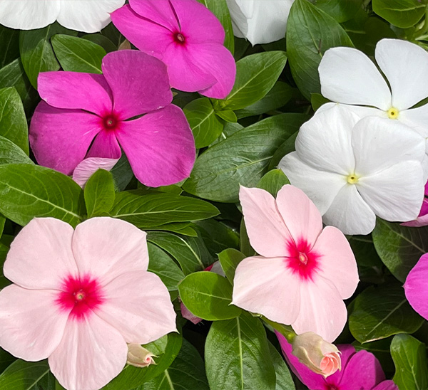 Link to Cora® XDR Vinca  product page