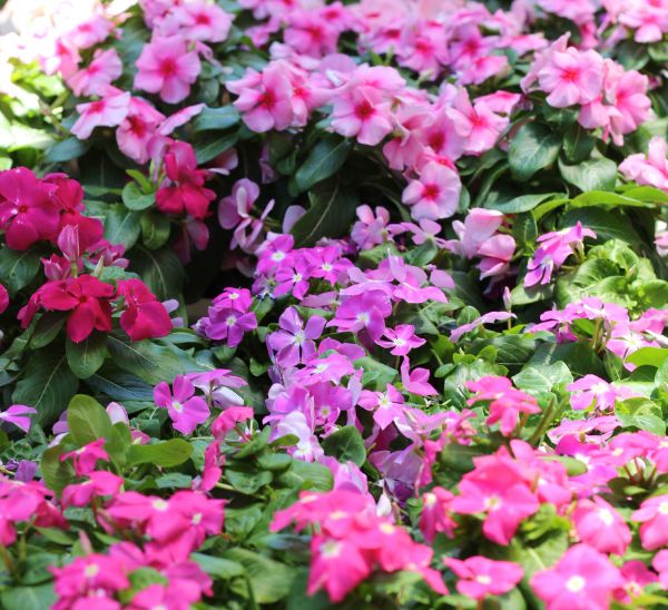 Cora® XDR Vinca 