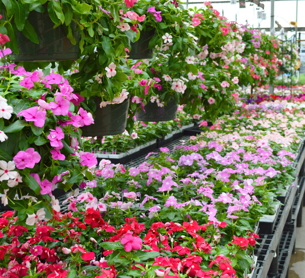 Cora XDR® Vinca 