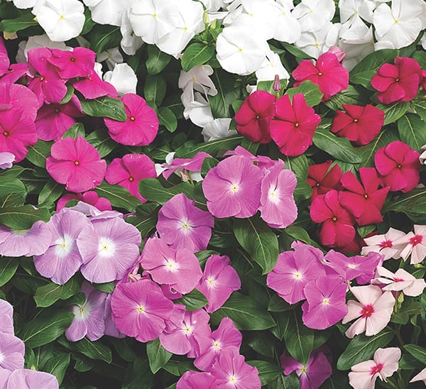 Cora® XDR Vinca