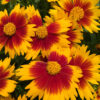 Coreopsis