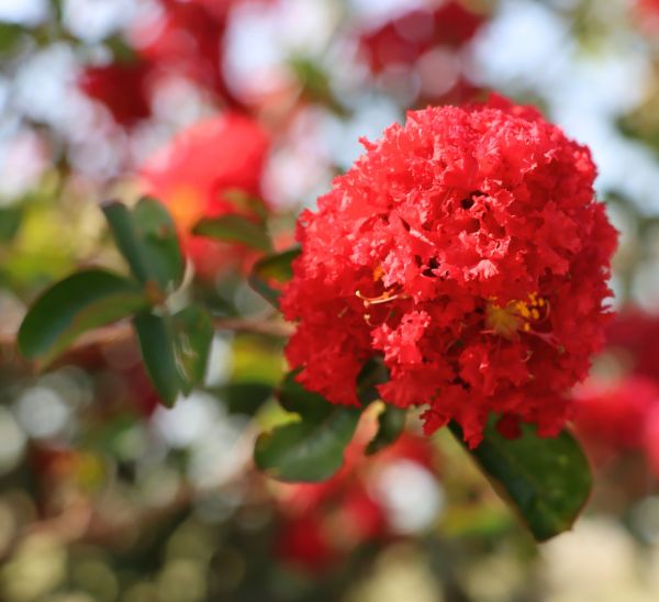 Crapemyrtles
