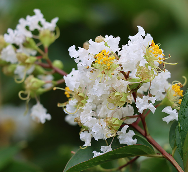 Crapemyrtles 