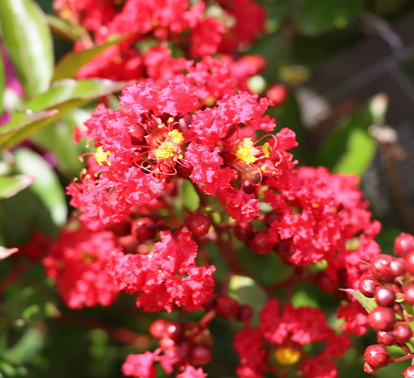 Link to Crapemyrtles  product page