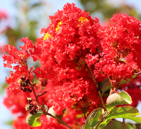 Link to Crapemyrtle  product page