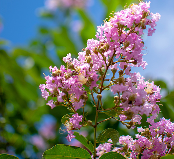 Crapemyrtles 