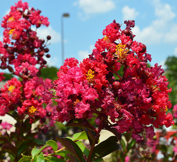 Crapemyrtles 