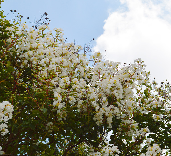Link to Crapemyrtles  product page