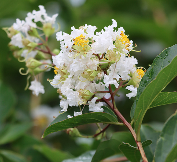 Crapemyrtles