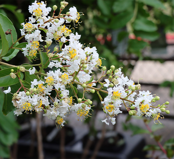 Crapemyrtles 