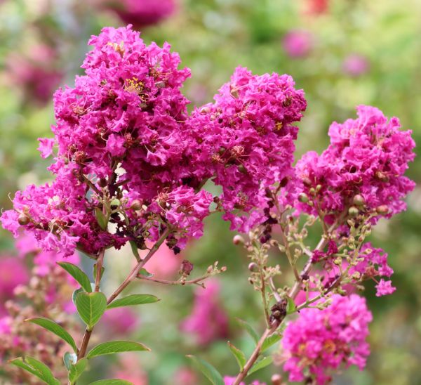 Crapemyrtles 
