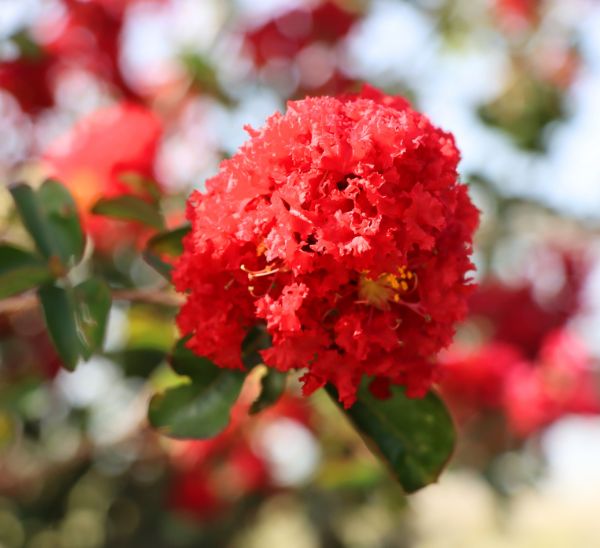 Crapemyrtles