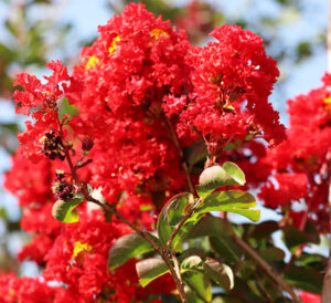 Miss Frances Crapemyrtles