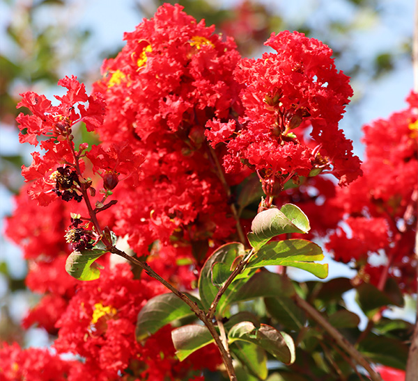 Crapemyrtles 