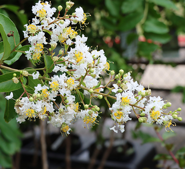 Link to Crapemyrtles  product page