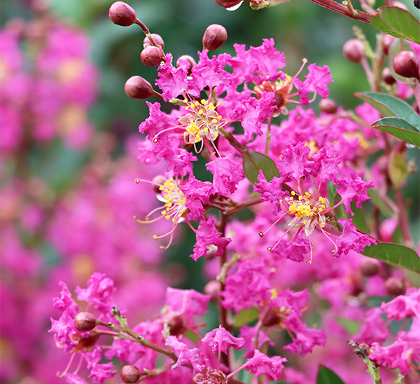 Crapemyrtles 