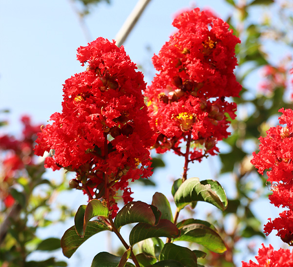 Link to Crapemyrtles  product page