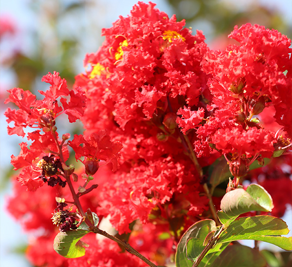Crapemyrtles 