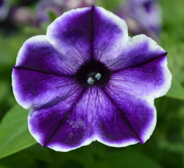 Crazytunia® Petunia Sample Trio