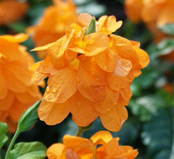 Link to Crossandra  product page