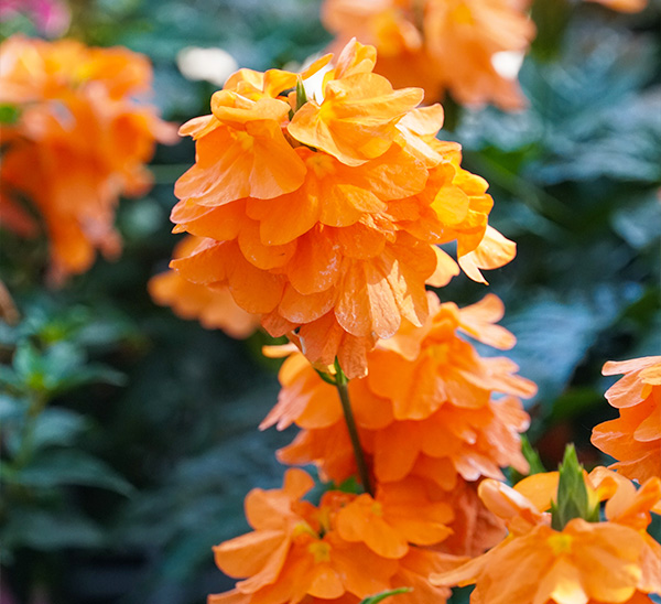 Link to Crossandra  product page