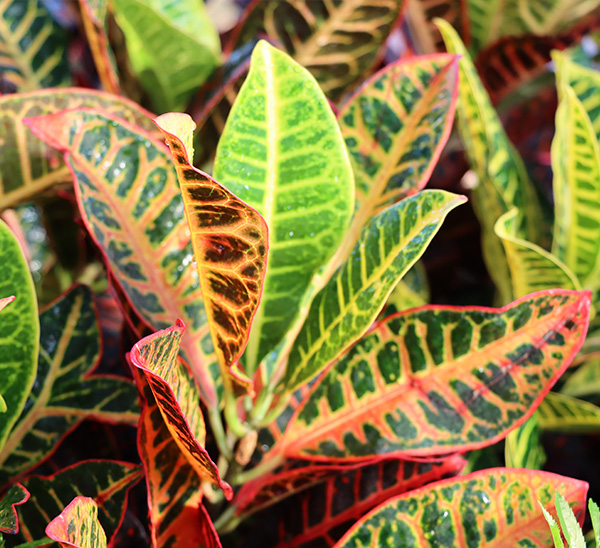 Link to Petra Crotons	 product page