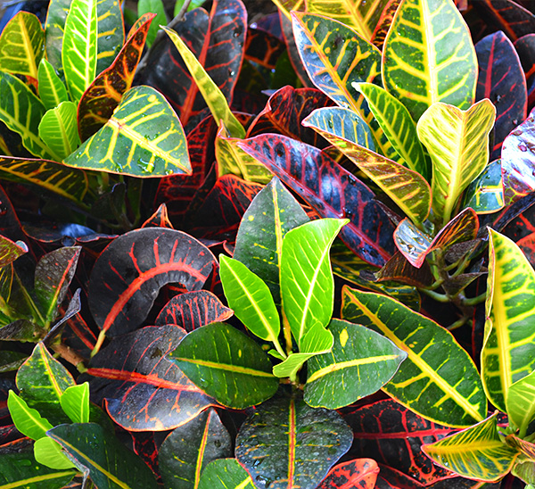 Link to Indoor Plants  product page