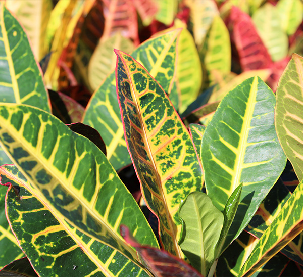 Indoor Plants 