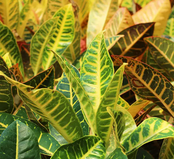 Link to Petra Crotons	 product page