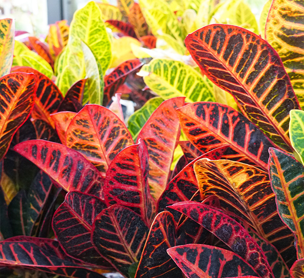 Link to Petra Crotons product page
