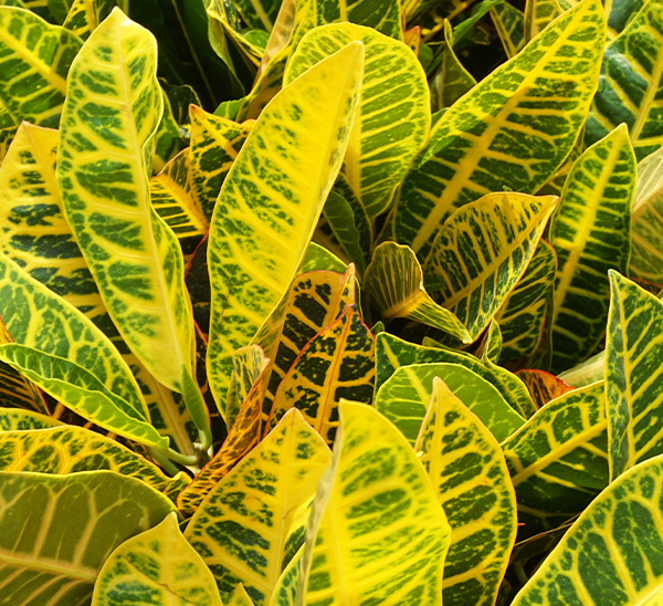 Link to Petra Crotons product page