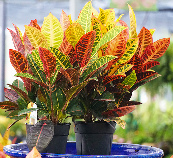 Link to Petra Crotons product page