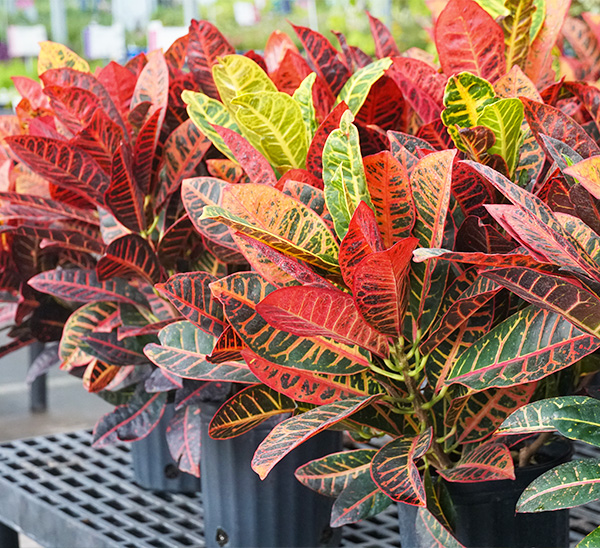Link to Petra Crotons product page