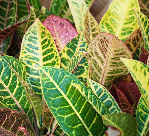 Indoor Plants 