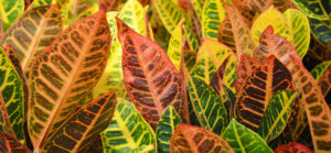 petra crotons mix