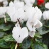 Cyclamen white blooms