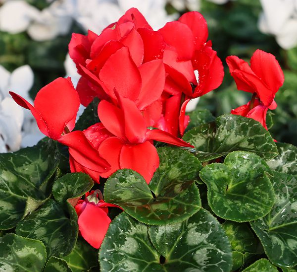 Cyclamen 
