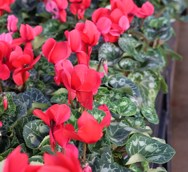 Cyclamen 