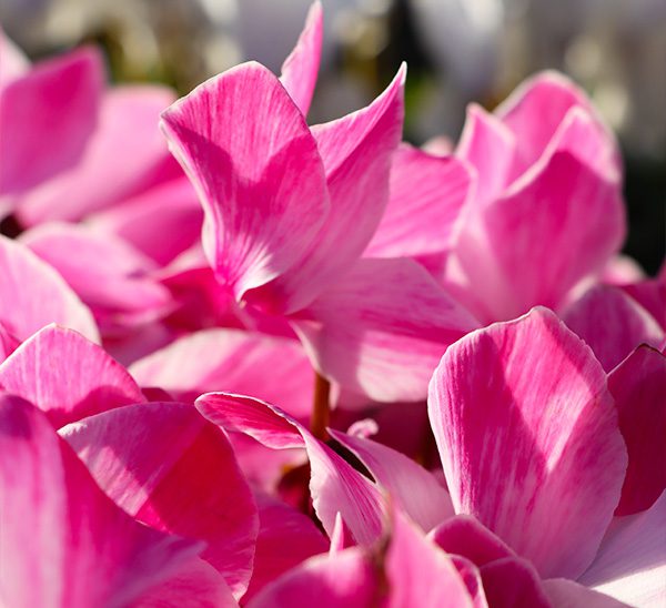 Cyclamen 