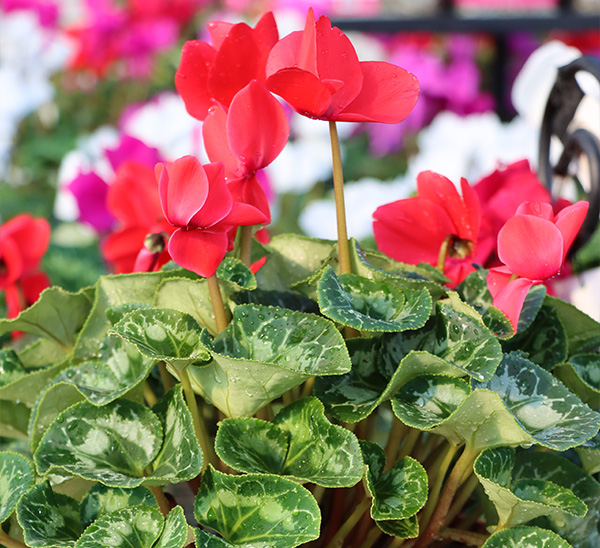 Cyclamen 